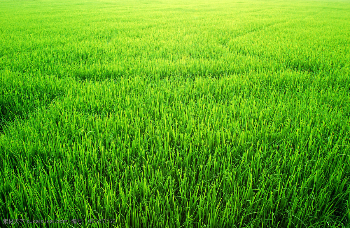 草原图片素材 草地 绿草 青草 草原 底纹背景 草地背景 花草树木 生物世界