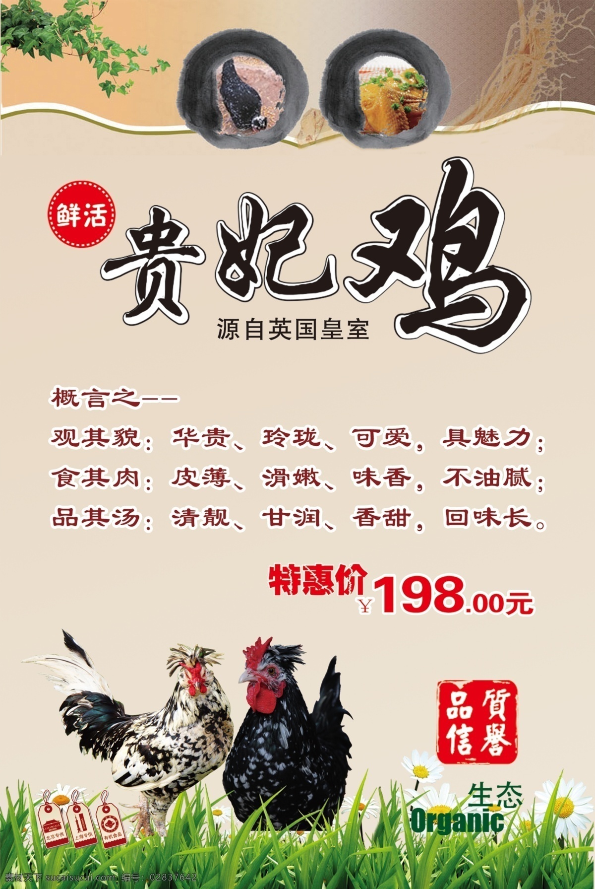 贵妃鸡海报 贵妃鸡的好处 海报 野鸡 贵妃鸡