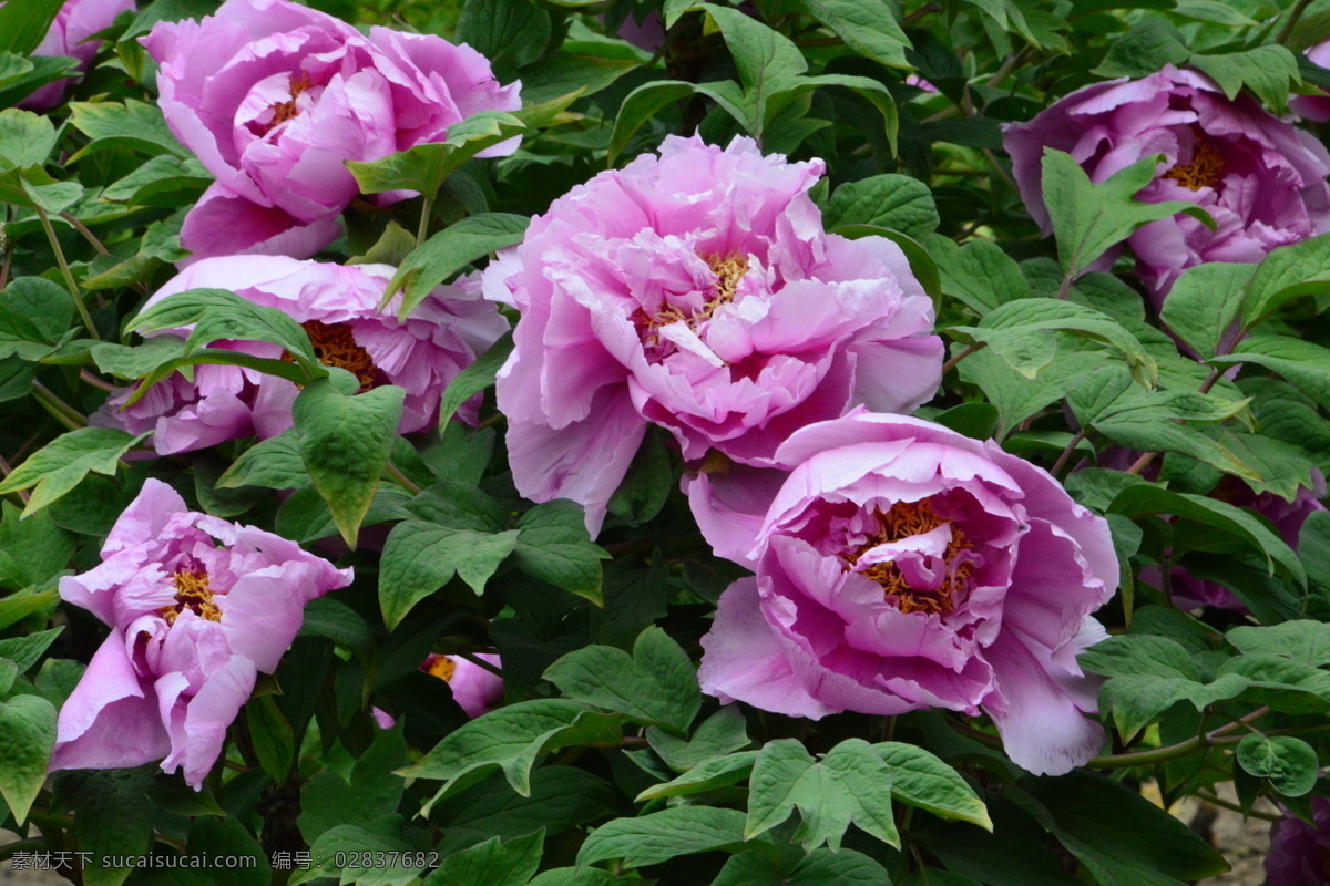 牡丹花 牡丹 观赏花卉 鼠姑 木芍药 百雨金 洛阳花 花朵 花瓣 花蕊 花卉 花儿 花草 植物 园林绿化 绿化景观 芍药牡丹 生物世界