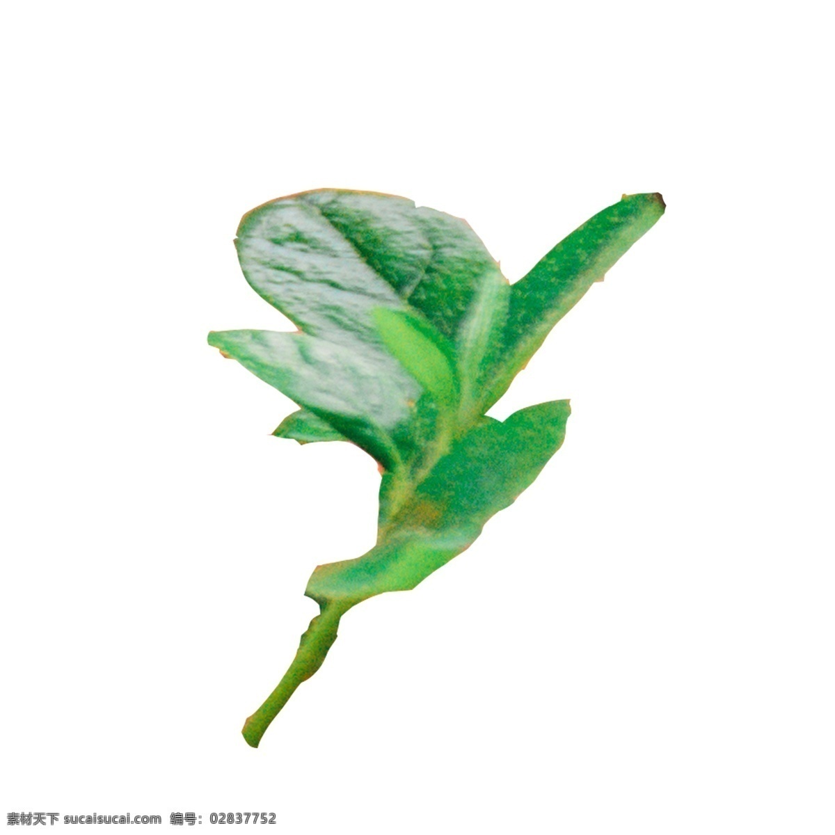 嫩绿 植物 树叶 植物绿叶 绿色叶子 春天绿叶 嫩绿树叶 卡通插图 创意卡通下载 插图 png图下载