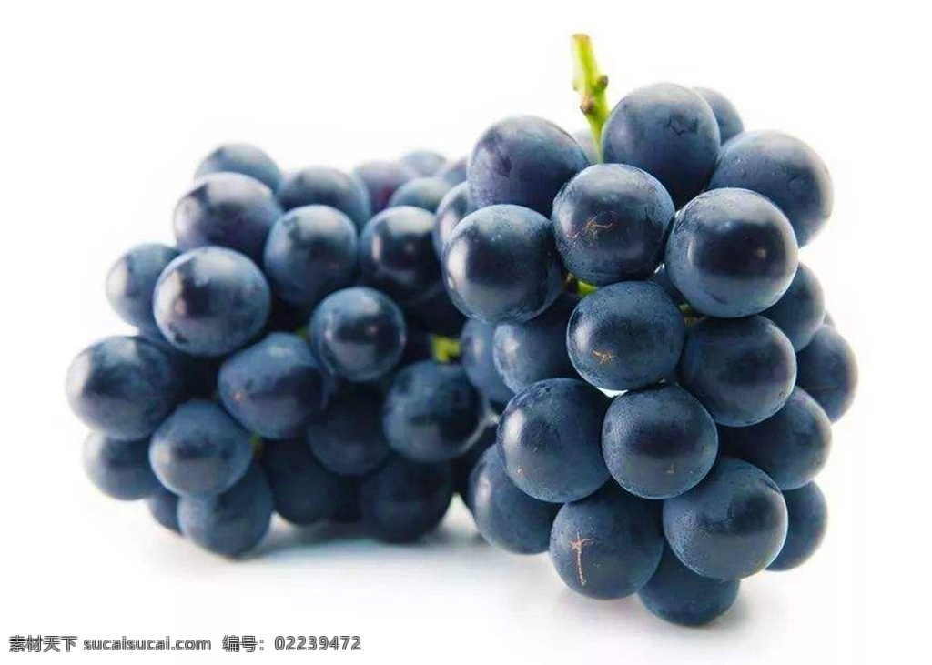 葡萄图片 葡萄 水果 果子 新鲜 生物世界