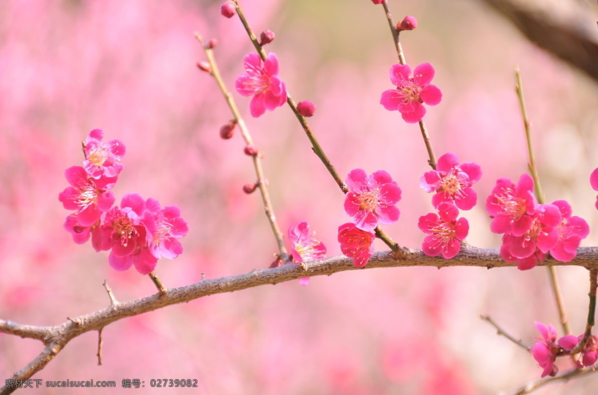 高清摄影 红花 花草 花朵 花卉 梅花 梅花摄影 梅枝 梦幻梅花 移门图案 移门背景 梅花图库 生物世界 装饰素材