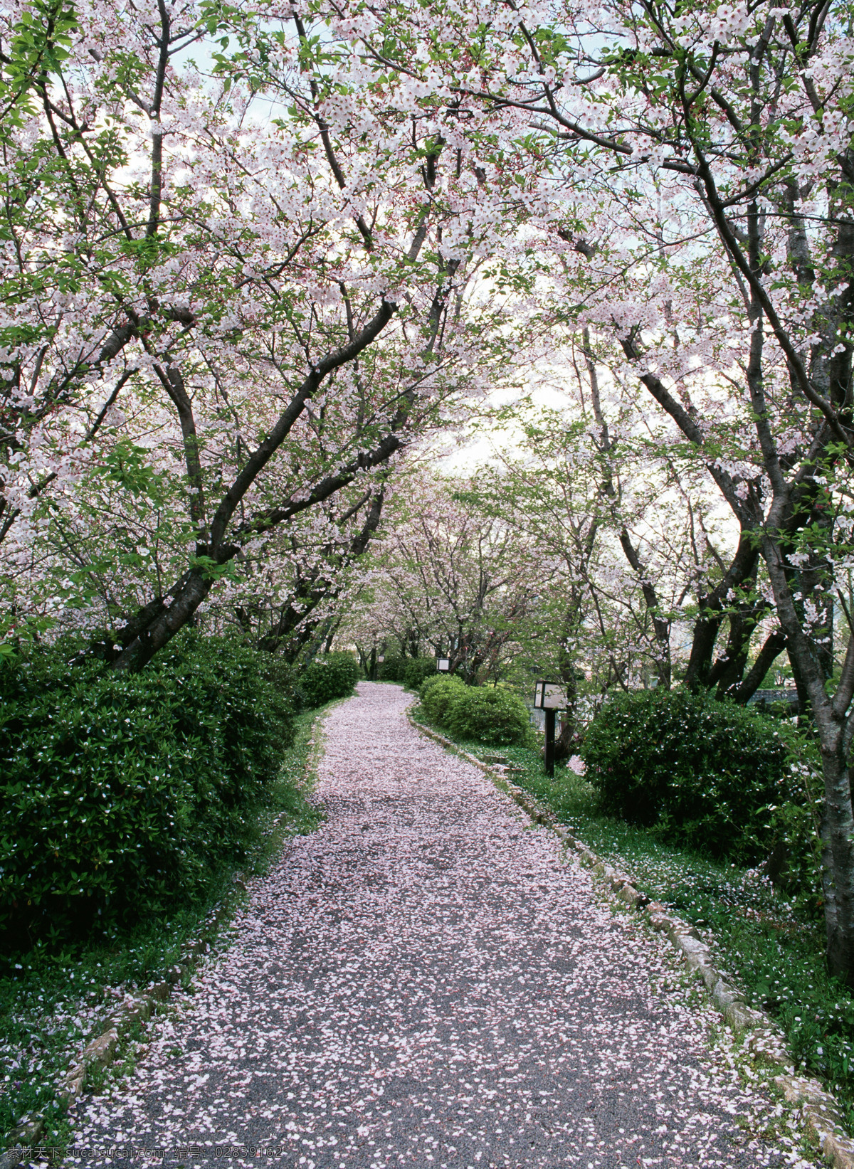 春天 樱花 盛 开下 小路 道路 树木 树林 风景 风光 大自然 高清风景 旅游摄影 春天风景 春季风景 公路 马路 自然风景 自然景观