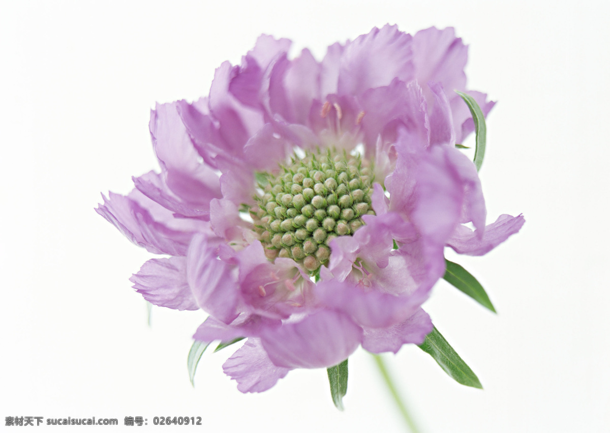 菊花 写真 花 花特写 花写真 摄影图 微距 植物 生物世界