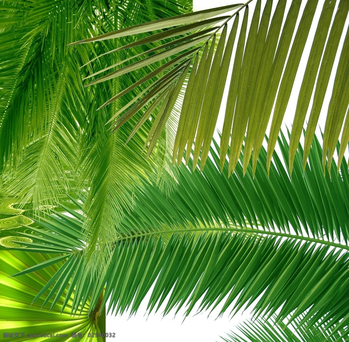 椰子树树叶 椰子树 树叶 椰子 叶子 青色 人动植物 分层