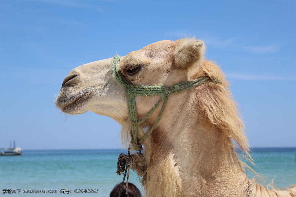 沙漠之舟 哺乳动物 单峰驼 双峰驼 沙漠骆驼