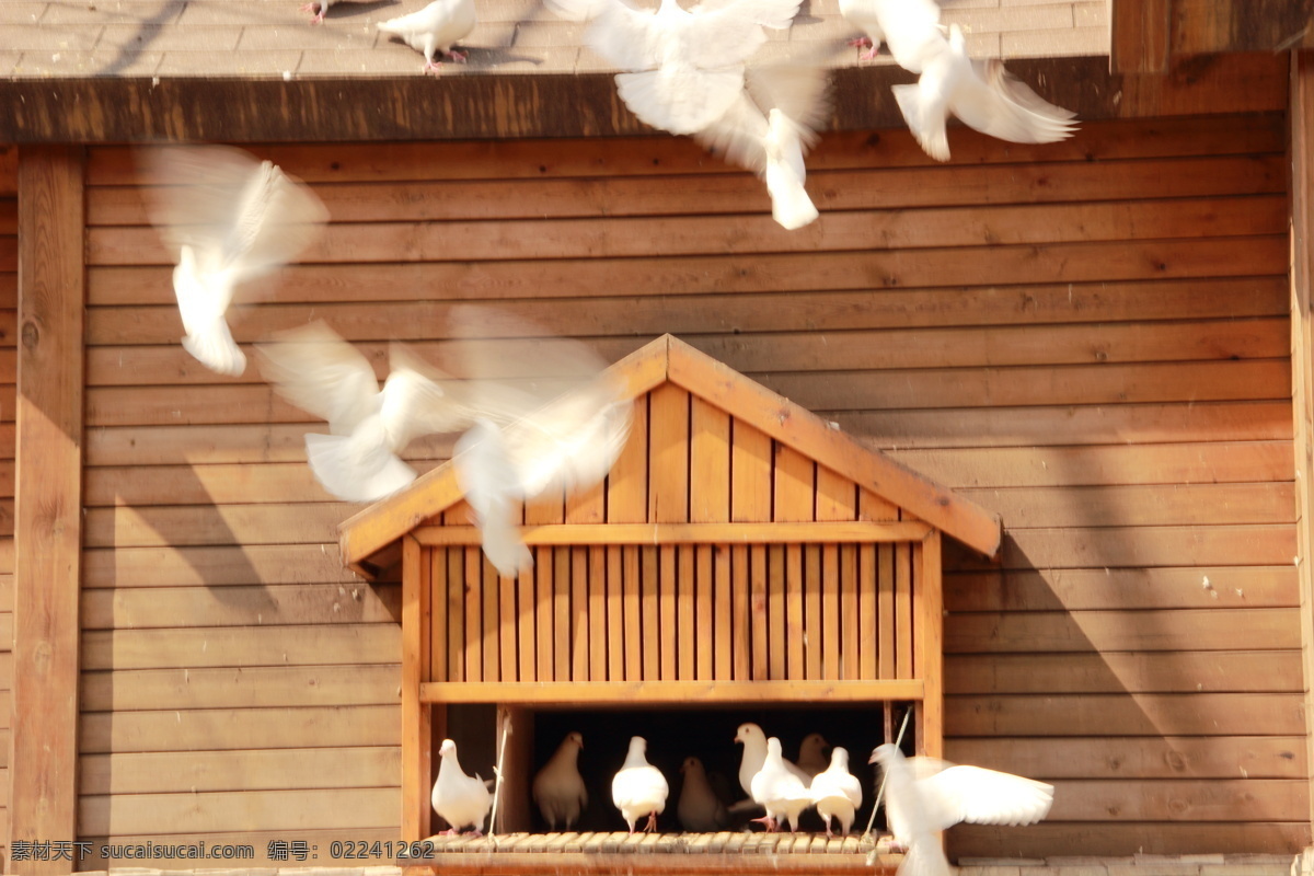 白色 翅膀 动感 高分辨率 鸽子 公园 和平鸽 模糊 鸟 木头 木质 原创 光色 舞动 鸟类 生物世界 psd源文件