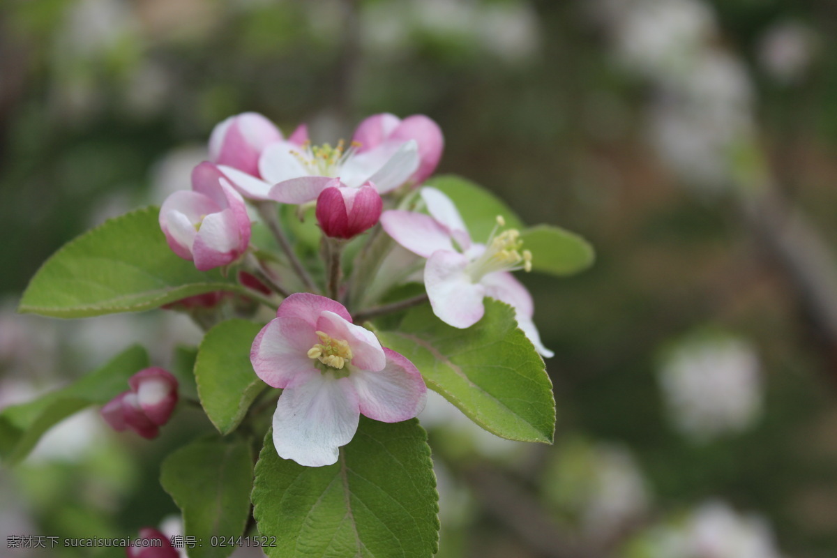 苹果花 花卉 苹果 春天 自然 粉色 生物世界 花草 灰色