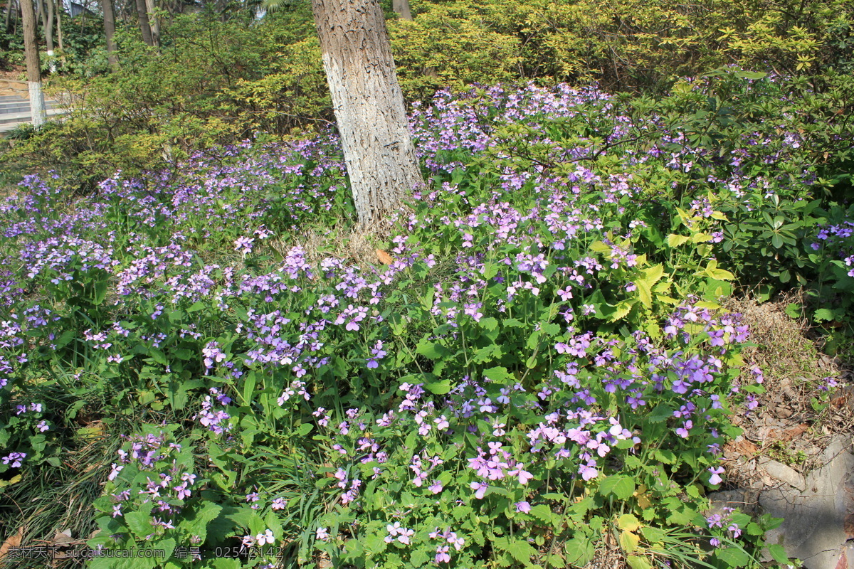二月 兰 二月兰 花草 花朵 生物世界 植物 紫花 自然 地被植物 psd源文件