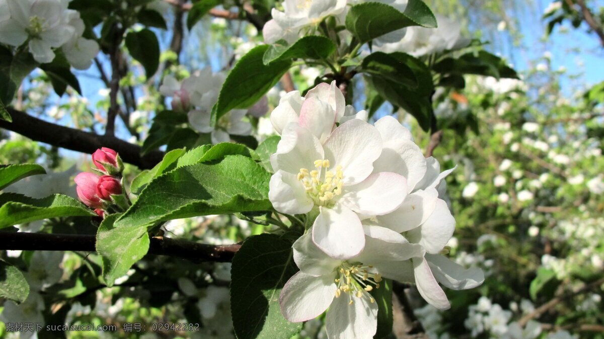苹果花 春天 花 花朵 春色 春 绿色 大自然 清新 苹果 生物世界 花草 黑色