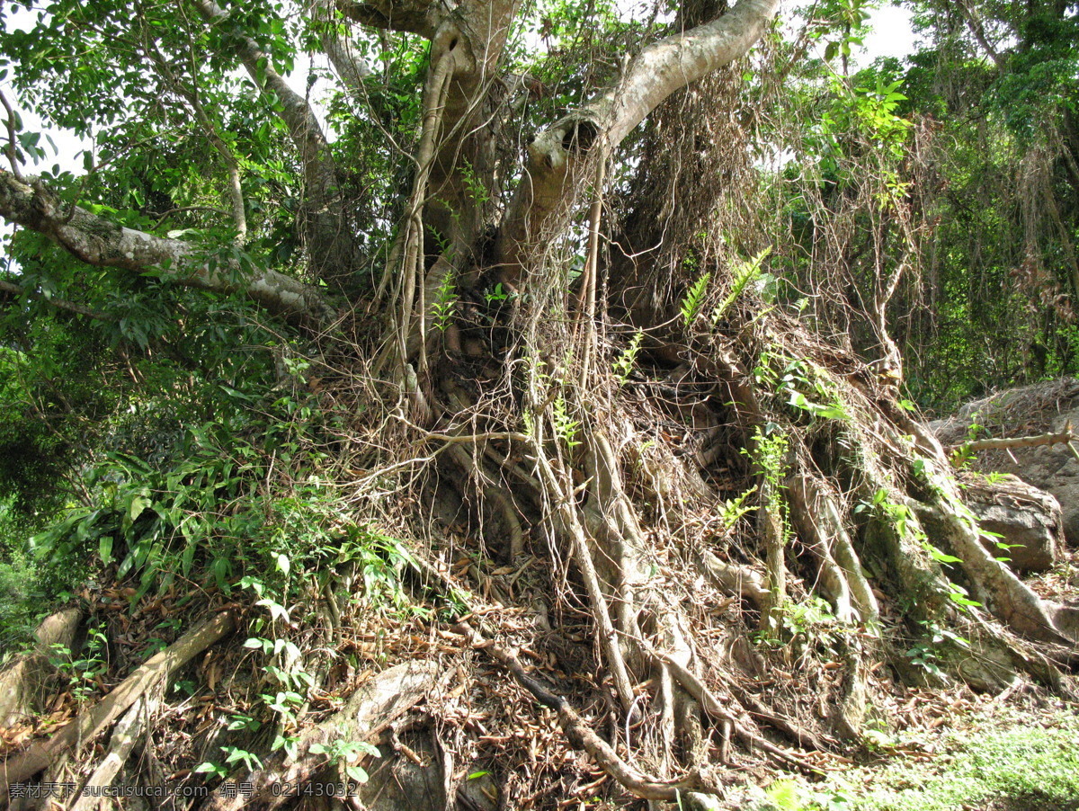 雨林奇观 海南植物 植物 热带雨林 榕树 古树 树根 花草 生物世界
