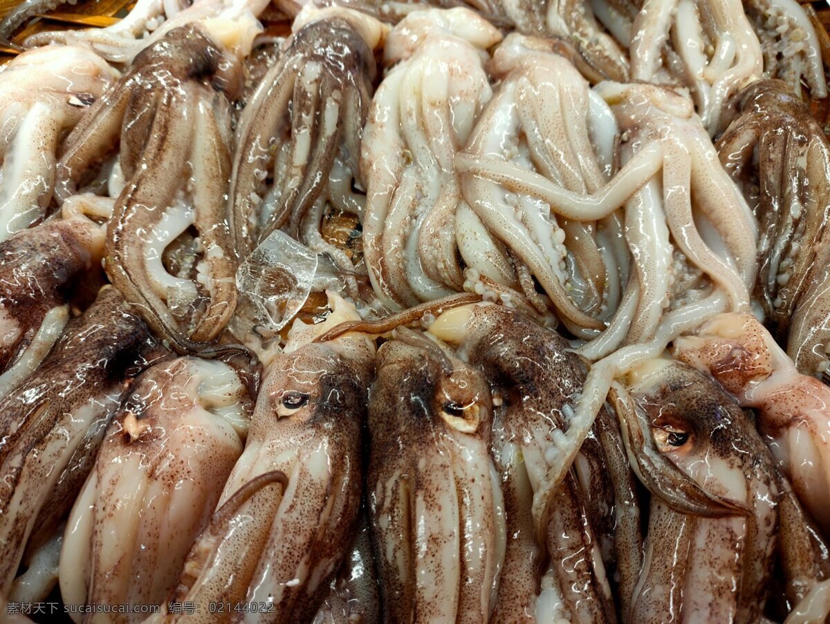 鱿鱼图片 鱼 虾 蟹 水产品 海鲜 海产品 美食 营养 食材 金鱼 观赏鱼 乌龟 龟 小龙虾 龙虾 生物世界 鱼类