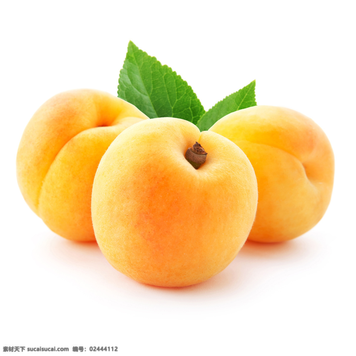 黄杏 杏肉 梅子 杏核 水杏 杏子 水果 生物世界