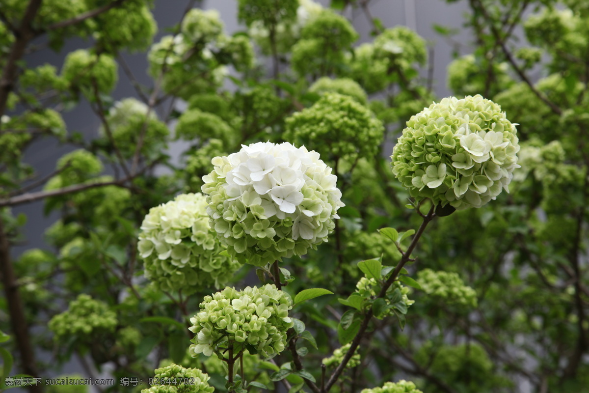 绣球 春天 花草 生物世界 特写 木本花 米白色花 矢量图 日常生活