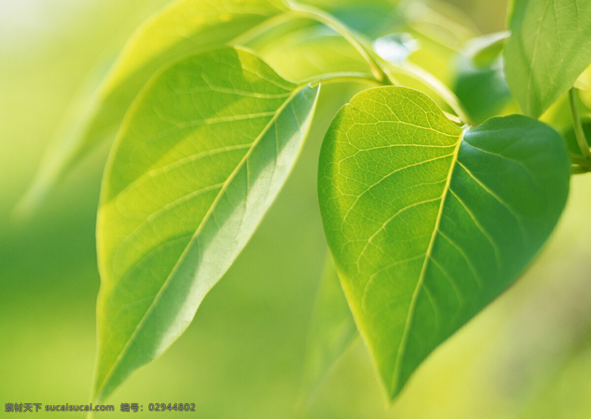 绿叶 树叶 绿色 新鲜 清新 叶子 绿意 树木树叶 生物世界 植物 春天 绿色环境 高清图片 花草树木