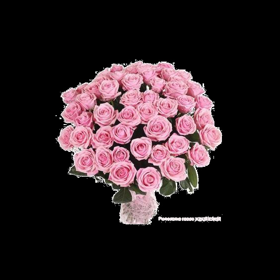 清新 深 粉色 玫瑰花 花朵 花束 实物 元素 花瓣 花瓣素材 飘落的花瓣 素材唯美 唯美素材
