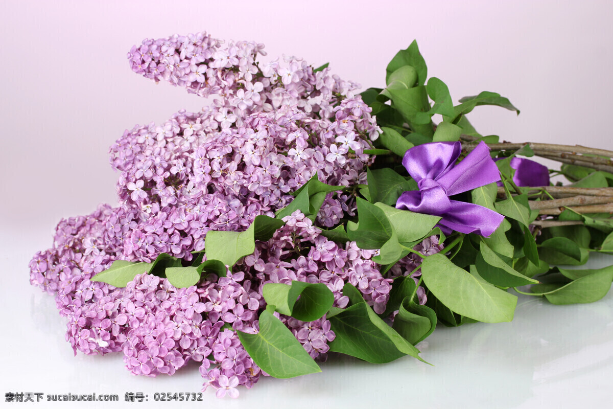 美丽 淡紫色 花朵 淡紫色花朵 美丽鲜花 鲜花摄影 美丽花卉 花草树木 生物世界