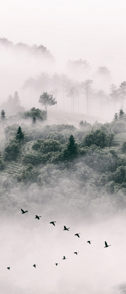 手机壁纸 壁纸 全面屏壁纸 高清壁纸 壁纸素材 手机背景 风景壁纸 山林 移动界面设计 手机界面