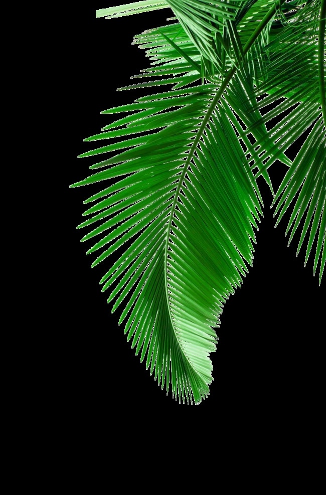 椰子树 叶子 花 绿色 植物 插花 矢量图 背景 生物世界 树木树叶