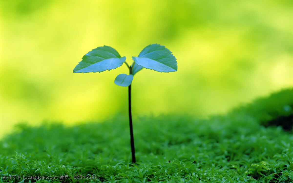 树叶 发芽 绿色 环保 健康 生态 环境 生命力 种子发芽 树木树叶 生物世界