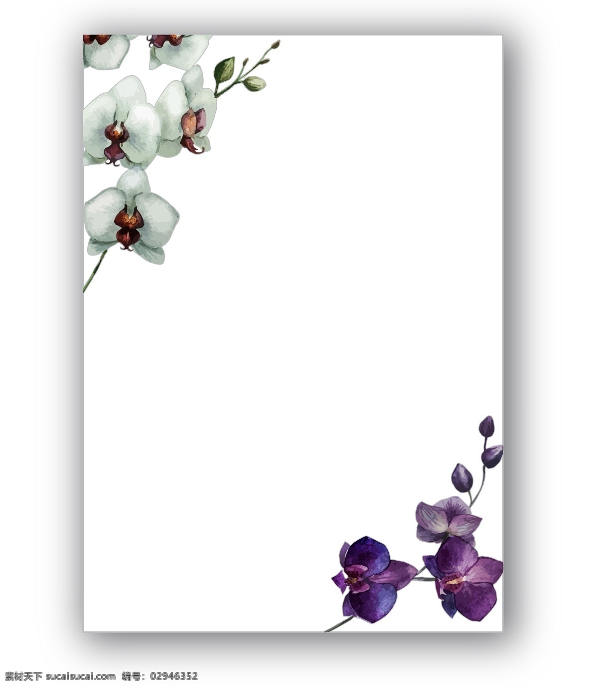 水彩 绘 花朵 边框 蝴蝶兰 花卉 水彩绘 植物