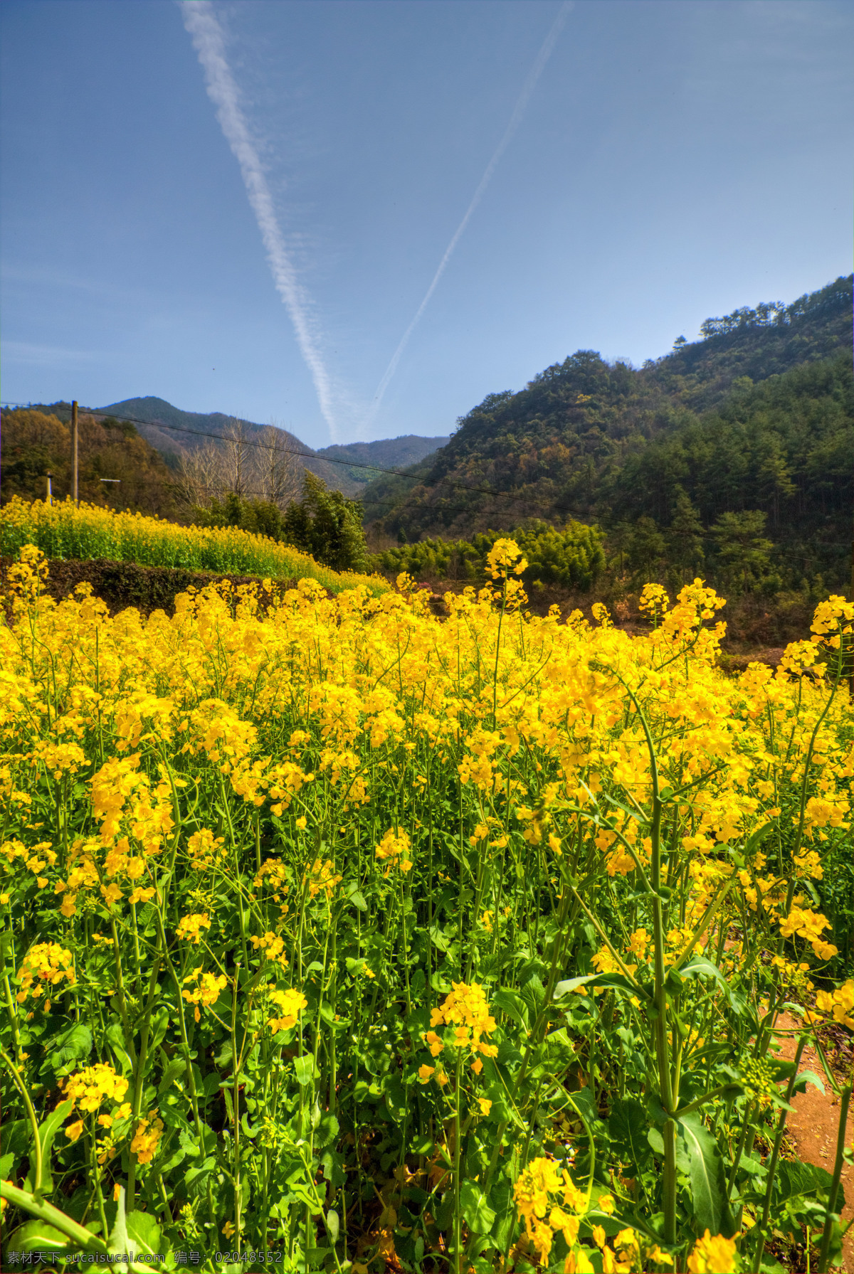 胥岭村油菜花 胥岭村 千层梯田 油菜花 摄影创作基地 浙江 建德市 乾潭镇 旅游摄影 国内旅游 旅游