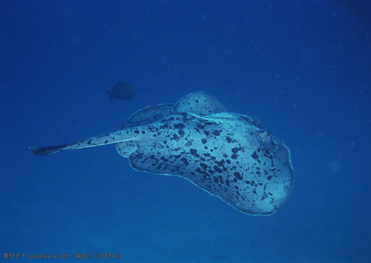 海底 海底世界 海水 海洋 海洋生物 潜水 珊瑚 摄影图库 珍稀鱼类图片 自然风景 自然风光 自然景观 鱼群 鱼 生物世界