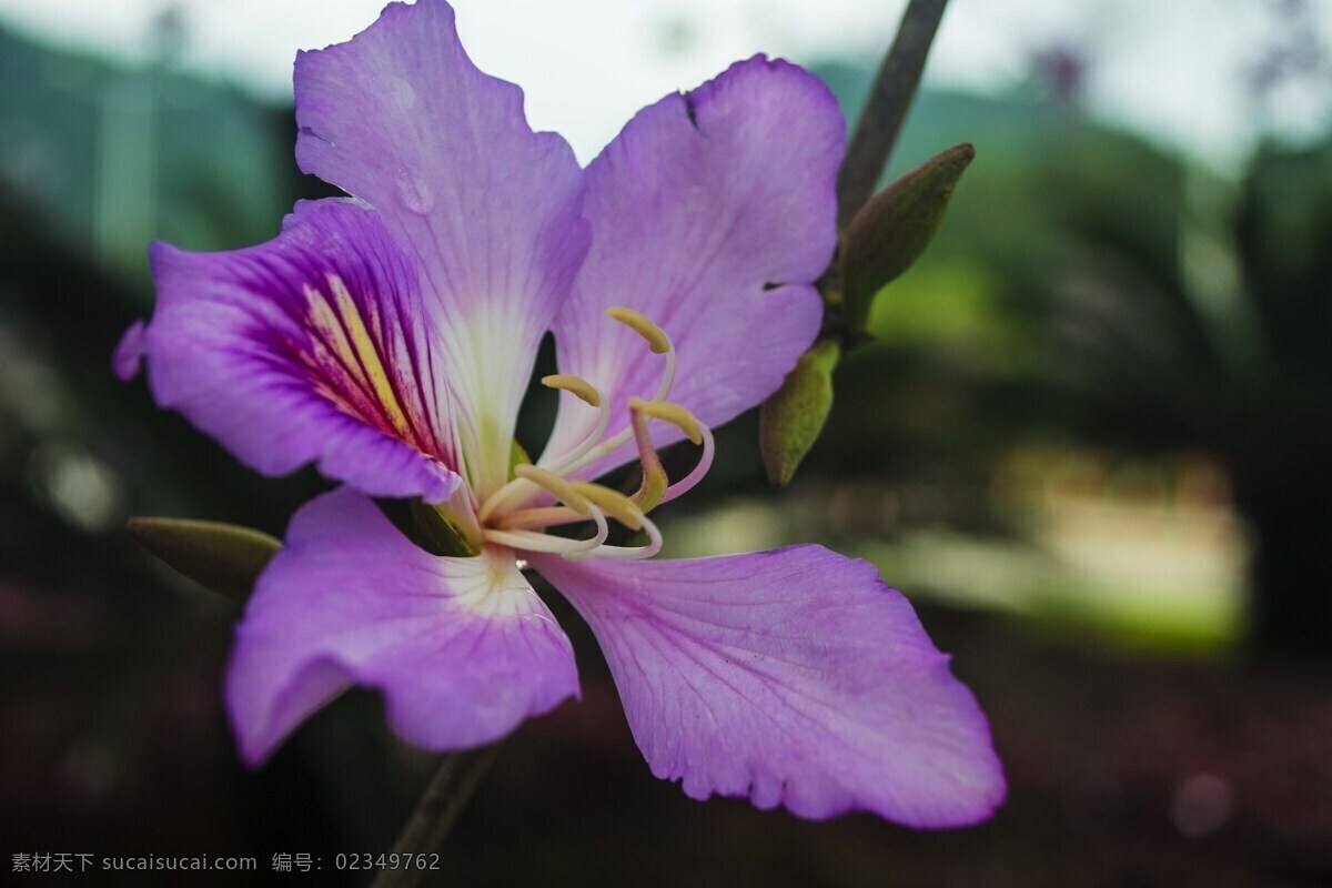 紫荆花 花 单花 紫花 小花 生物世界 花草