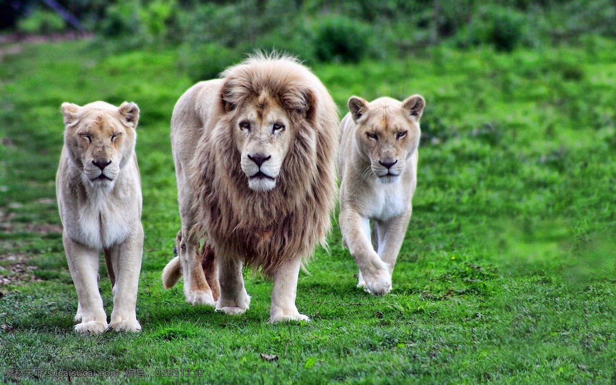 动物摄影图 动物世界 生物世界 狮子 雄狮 威武 草原 图片专辑 野生动物