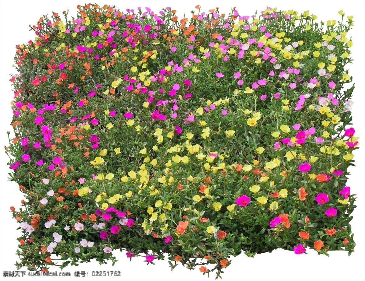 菊花 草地 psd高清 建筑设计 鲜花草地 素材资料 psd源文件