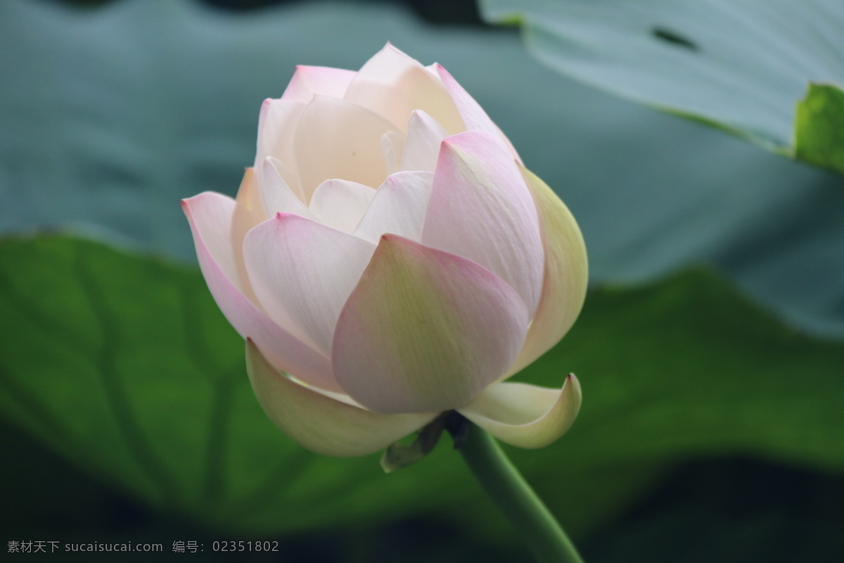 含苞待放 荷花 花苞 莲花 花卉 圣洁的荷花 生物世界 花草