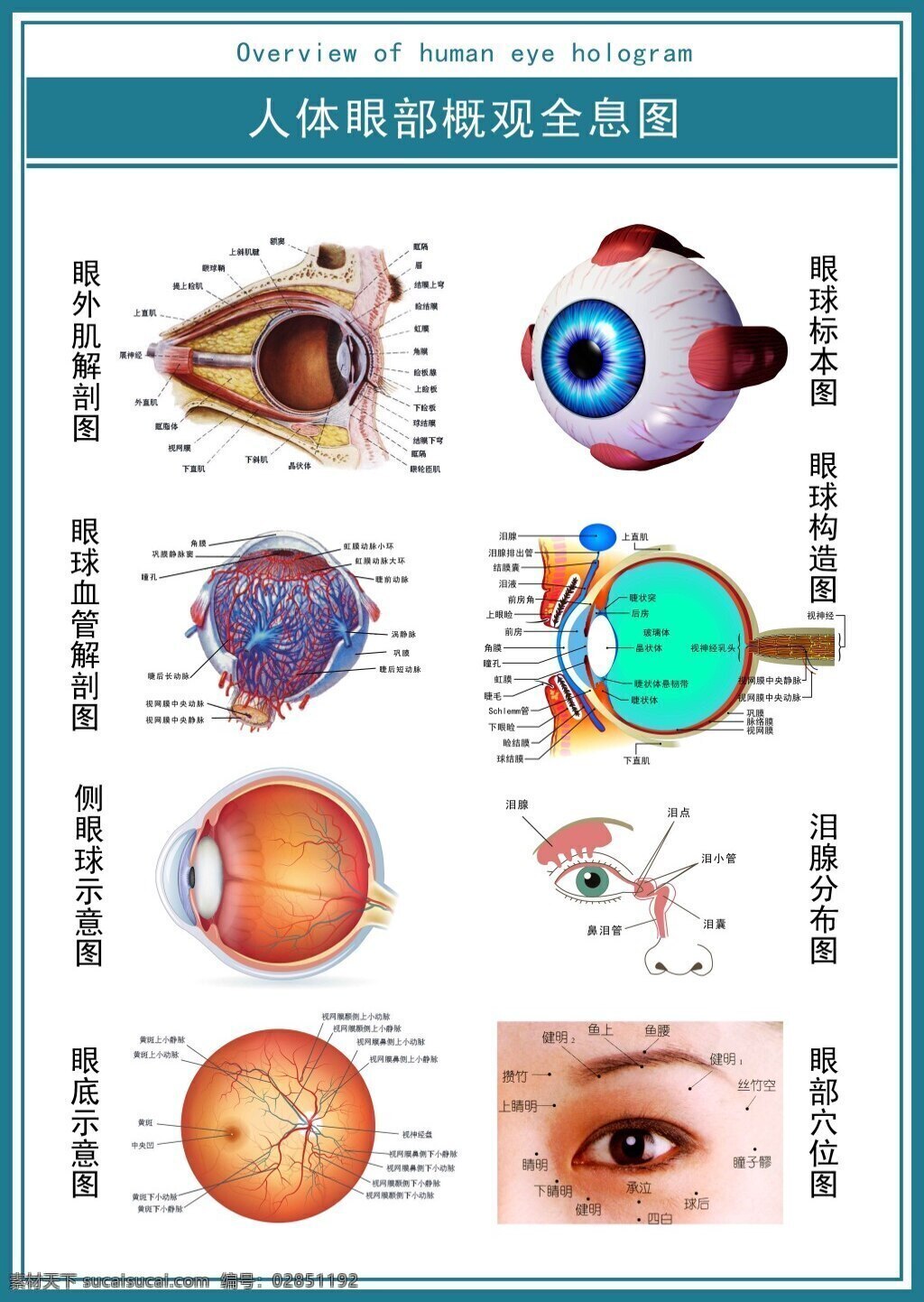 现代 医学 展板 人体 眼部 概观 全息 图示 意图 超 清 眼 眼球 眼睛 超清图 白色