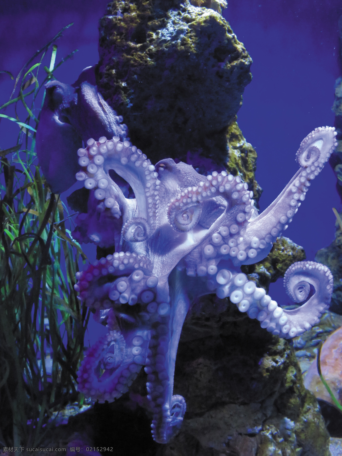章鱼 触角 头足类动物 水下 水族馆 礁 蓝色 水 跳水 海洋 唯美图片 唯美壁纸 壁纸图片 桌面壁纸 壁纸 背景素材 手机壁纸 创意 生物世界 海洋生物