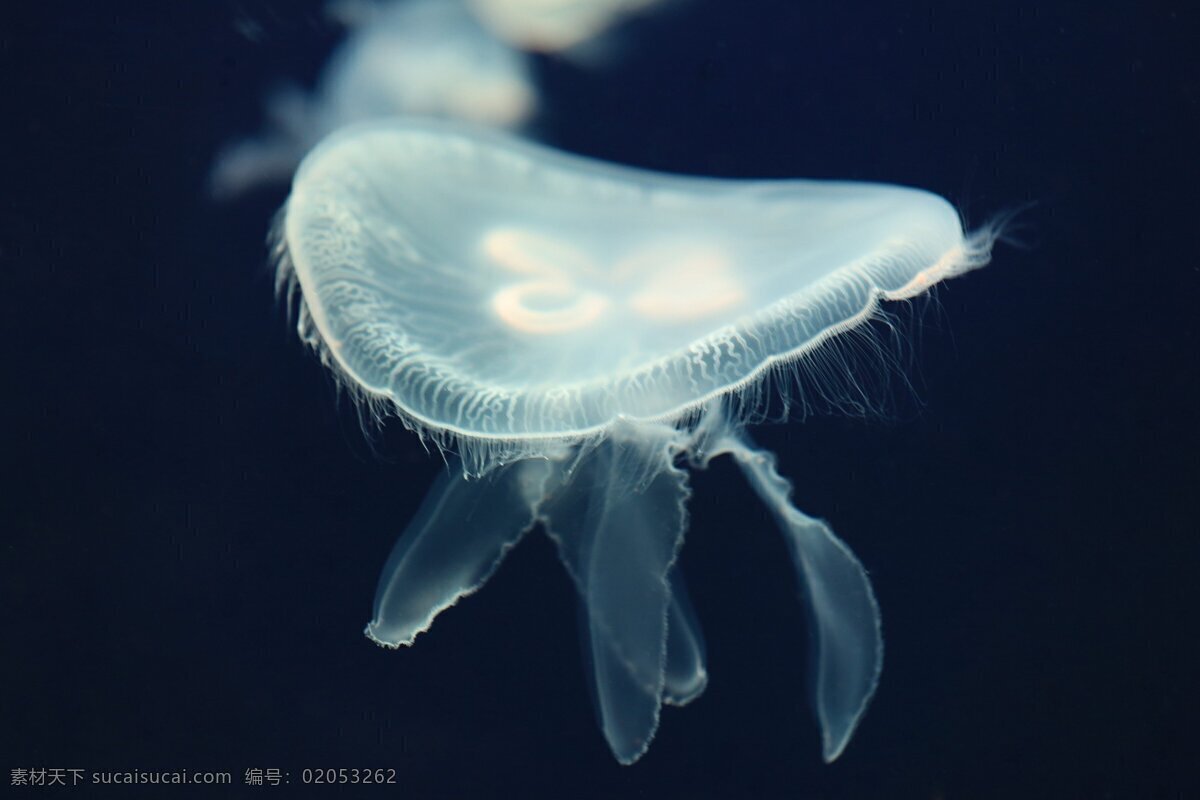 白色 水母 高清 生物 浮游 海洋 大海