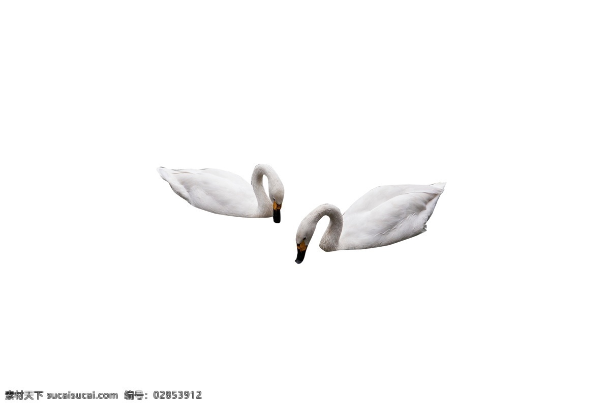 两 只 游 去 白天鹅 白色 高端 亲近 典雅 一夫一妻制 永不分离 产卵繁殖 漂浮在水面 适应性极强