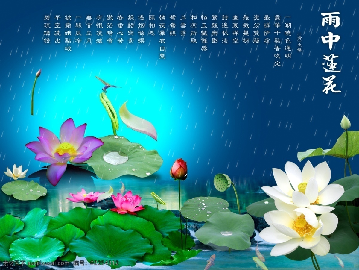 雨 中 荷花 分层 荷塘月色 荷叶 源文件库 模板下载 雨中荷花 psd源文件