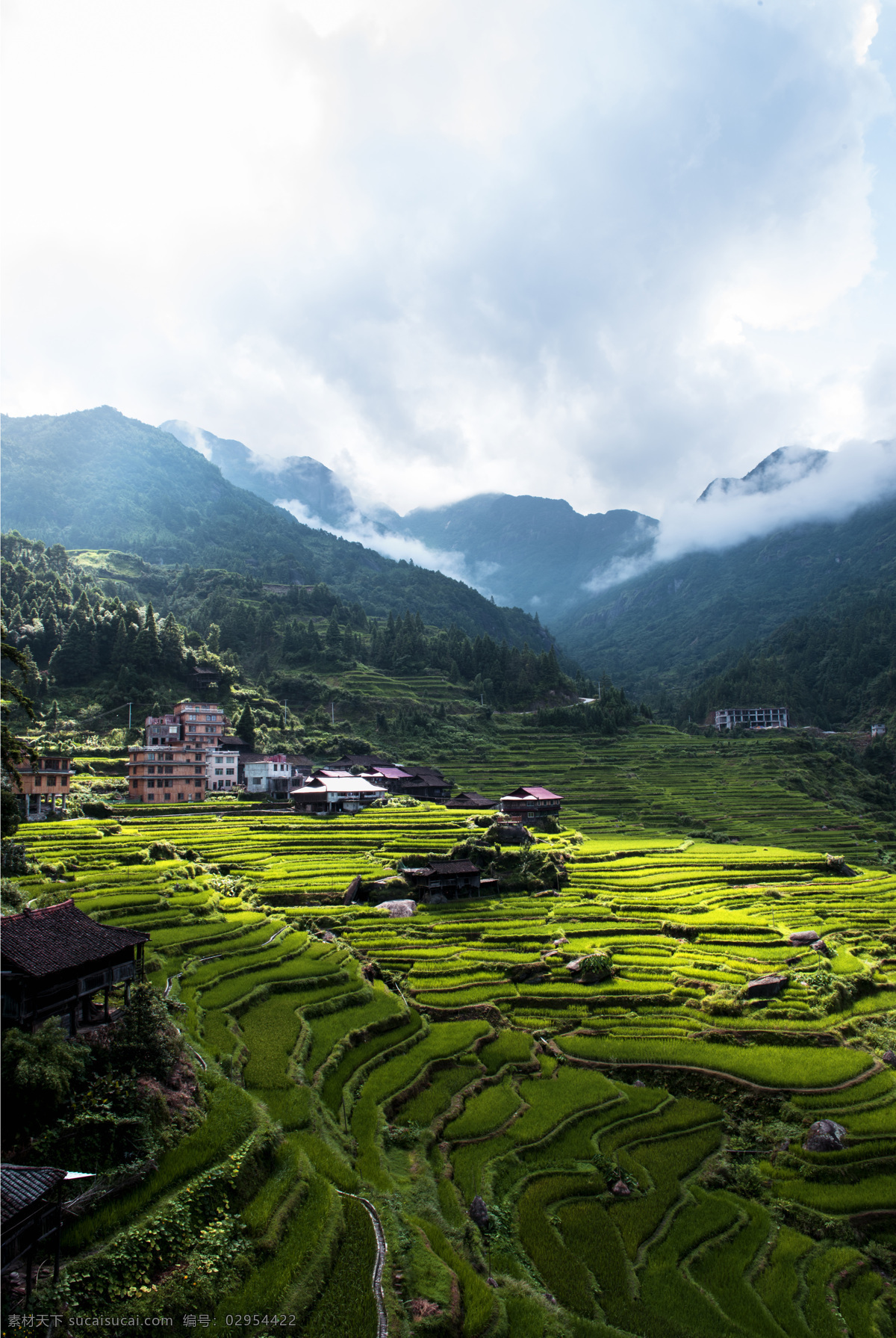 梯田 苗寨 田园 自然 田园风光 白云 高山 绿色 乡村 稻田 水稻 风景 自然风景 田园风景 自然景观