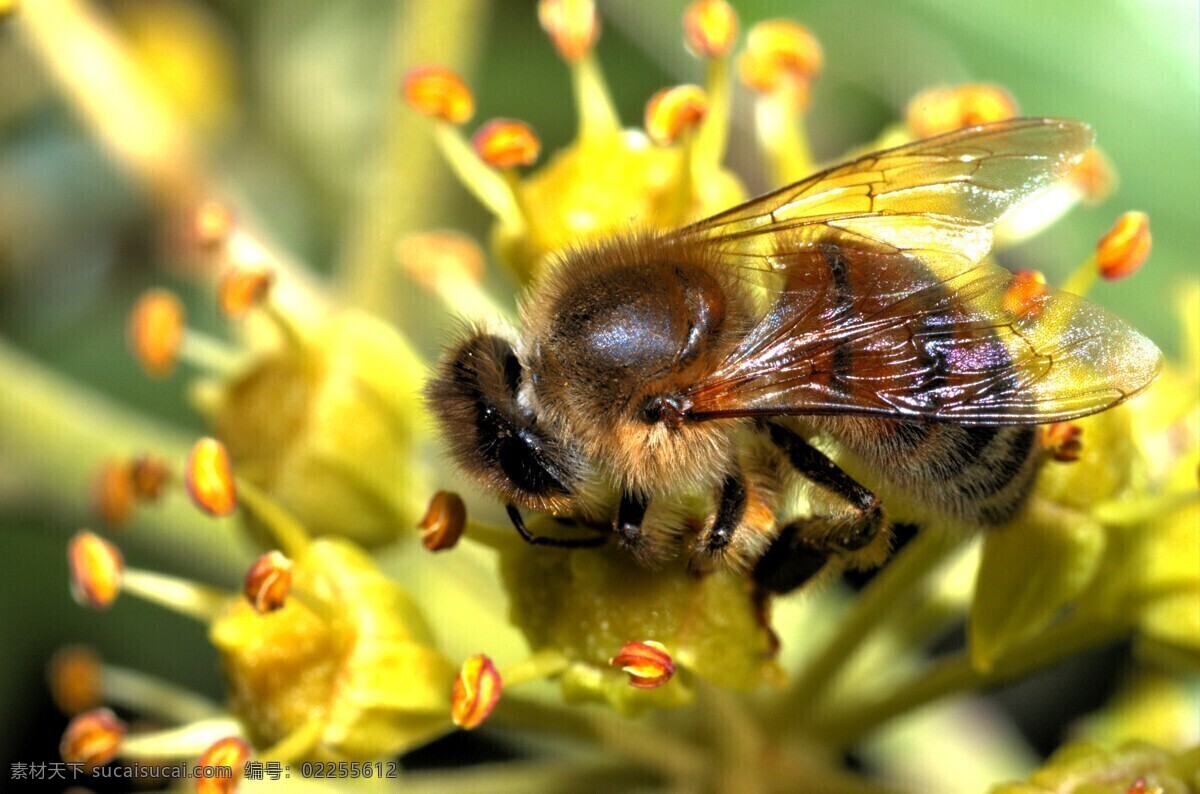 蜜蜂 采 蜜 花朵 昆虫 蜜蜂采蜜 生物世界 鲜花 植物 飞虫 采蜜 昆虫虫子