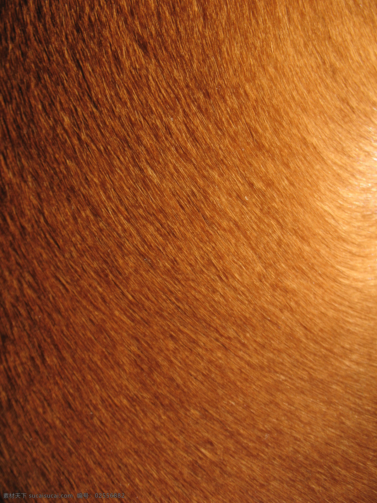 短 棕色 动物 皮毛 毛皮 狗 生物世界 其他生物
