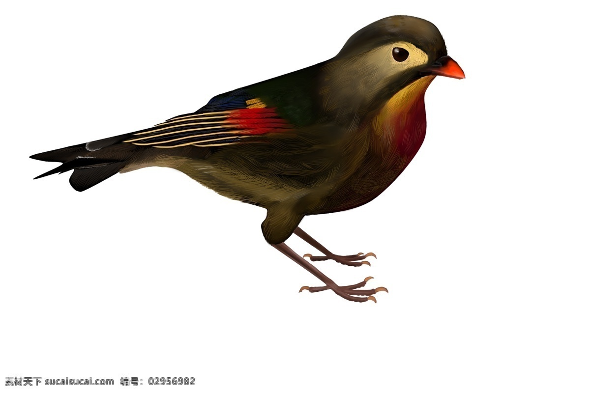 仿真动物 小鸟 插画 黑色的小鸟 可爱的小鸟 仿真插画 卡通插画 动物插画 小鸟插画 欢叫的小鸟