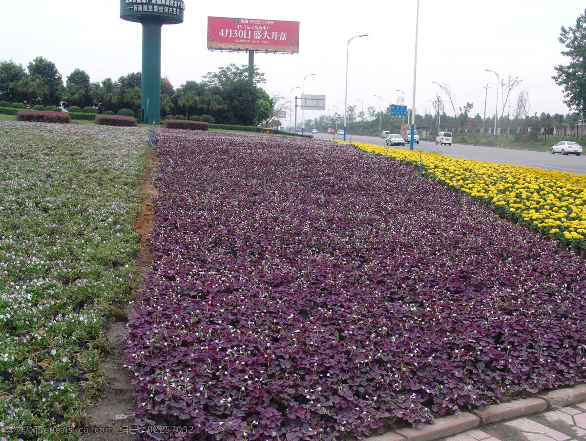 草花 红继木 小野菊 双流 大面积 鲜艳 园林建筑 建筑园林