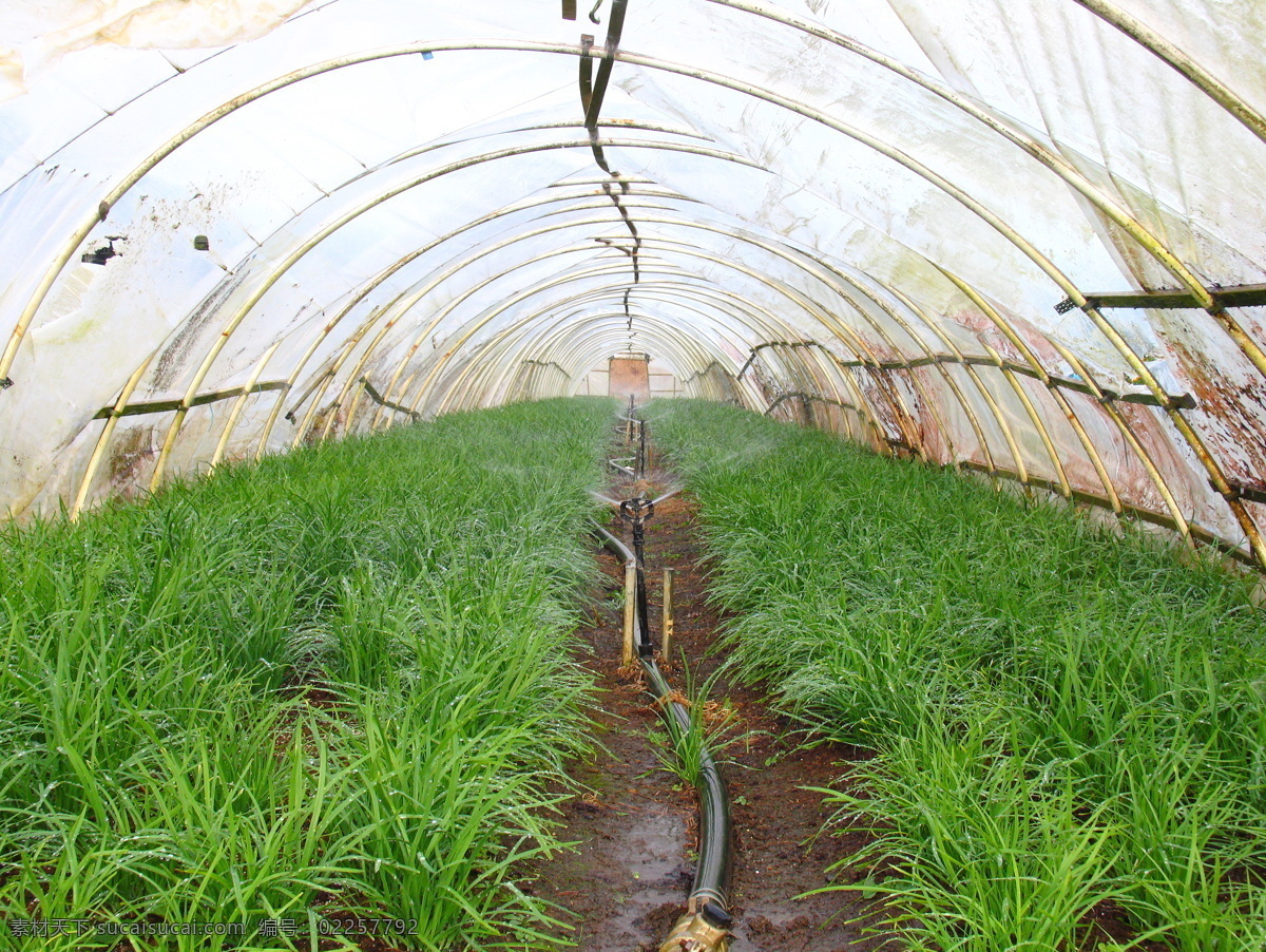 农业 大棚 摄影图片 菜地 菜园 粮食 田园风光 植物 自然景观 农业大棚摄影 农业大棚 庄家 矢量图 日常生活