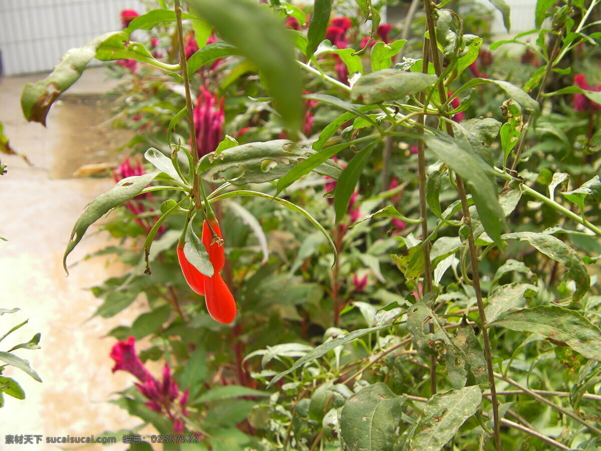 枸杞 植物 花草 红果子 自然风景 自然景观