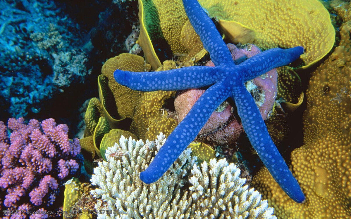 海星 蓝色 海底 珊瑚 美丽 黄色 红色 五角 生物世界 海洋生物