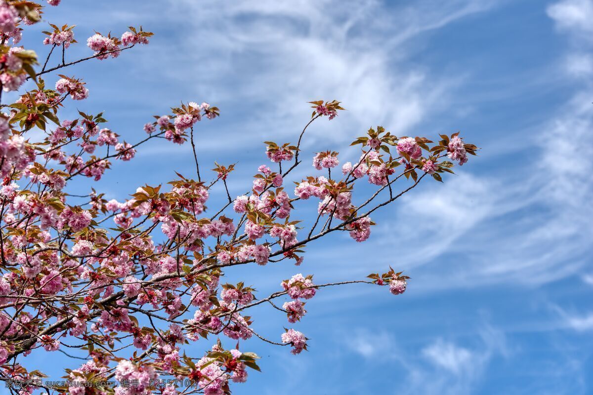 樱花 春天 蓝天 粉色 树木 日本 蓝色 花朵 花瓣 柔软 树 枝丫 生长 延伸 女性 温柔 生物世界 花草