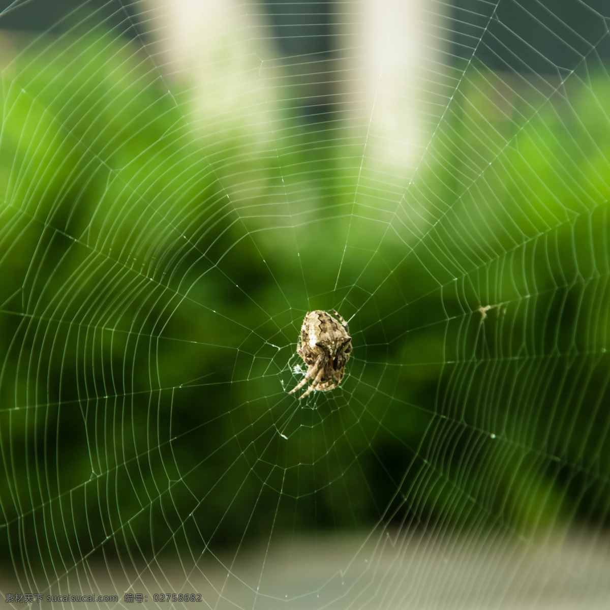 蜘蛛网 蜘蛛 昆虫 生物世界 绿色