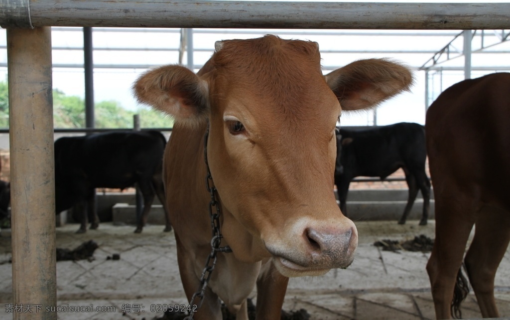 牛肉 牛圈 养殖 肉牛 吃草 生态 绿色 健康 黄牛 生物世界 家禽家畜
