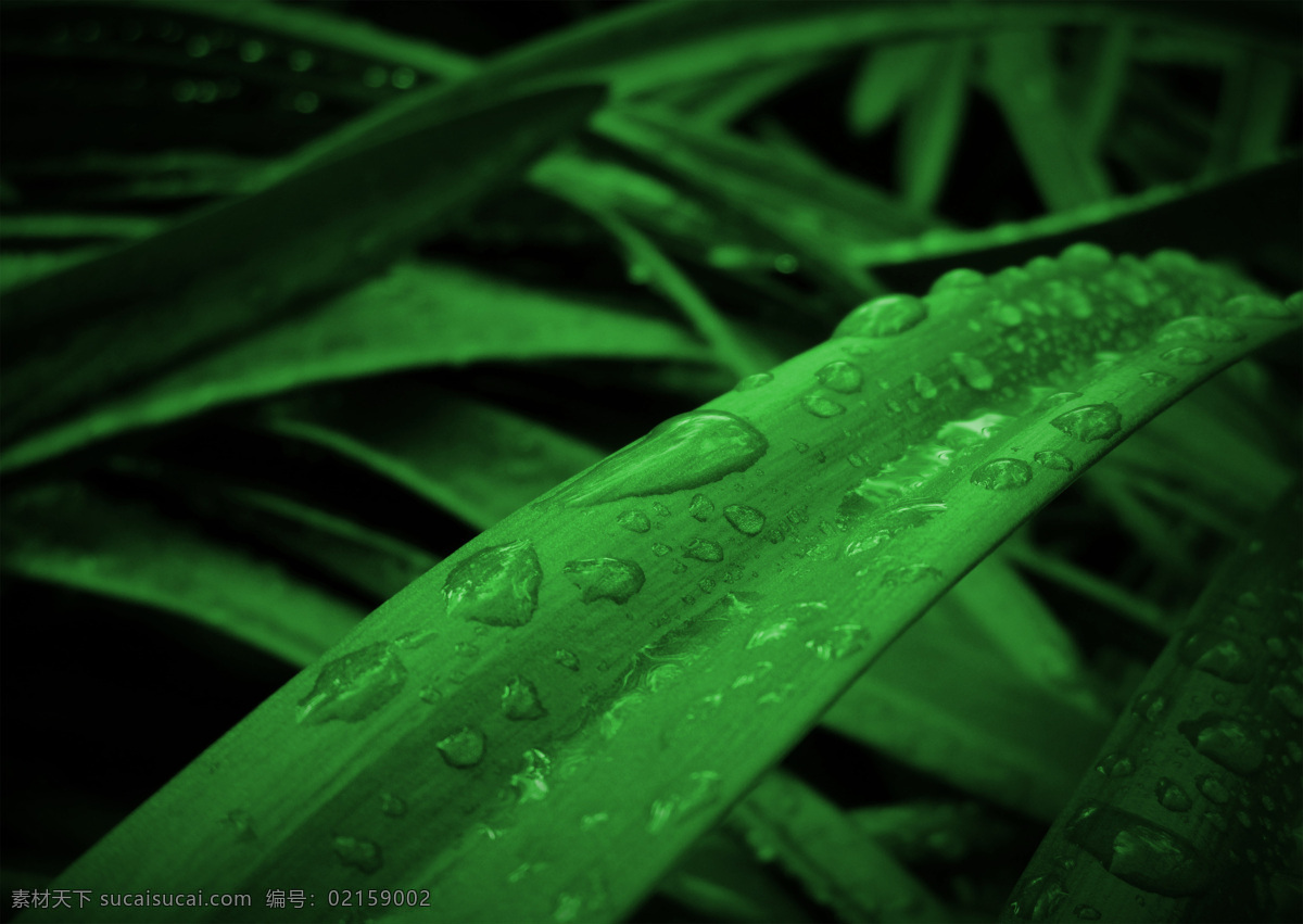 绿色植物 植物 叶片 特写 树叶 露珠 水珠 壁纸 叶子 叶