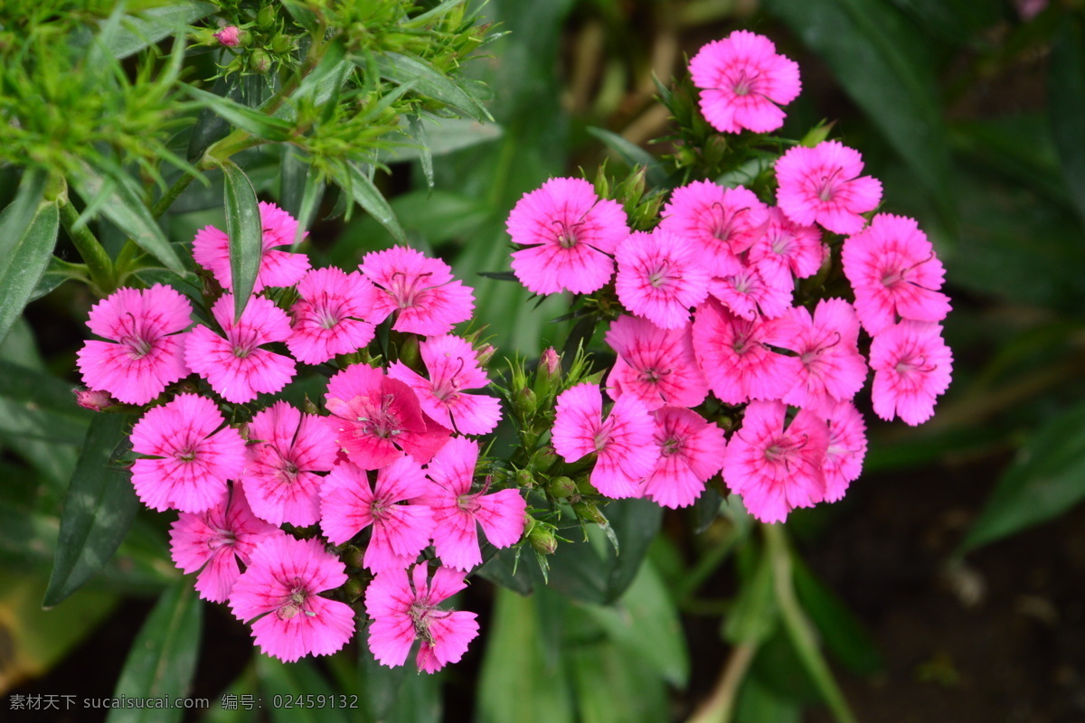 洛阳花 中国石竹 花骨朵 花卉 植物 园林绿化 绿化景观 花草 花儿 花朵 花卉大观园 生物世界