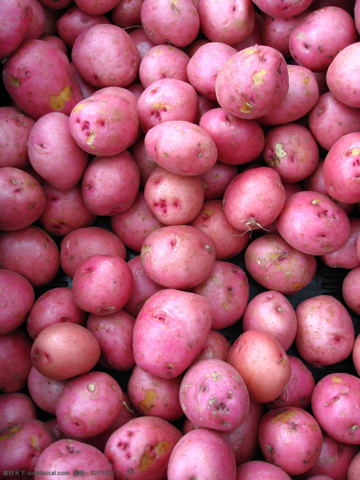 红皮土豆 马铃薯 洋芋 馍馍蛋 营养蔬菜 药用价值 食物原料 餐饮美食